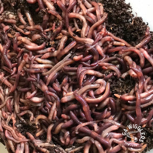 Ga Wigglers Red Wiggler Live Worms