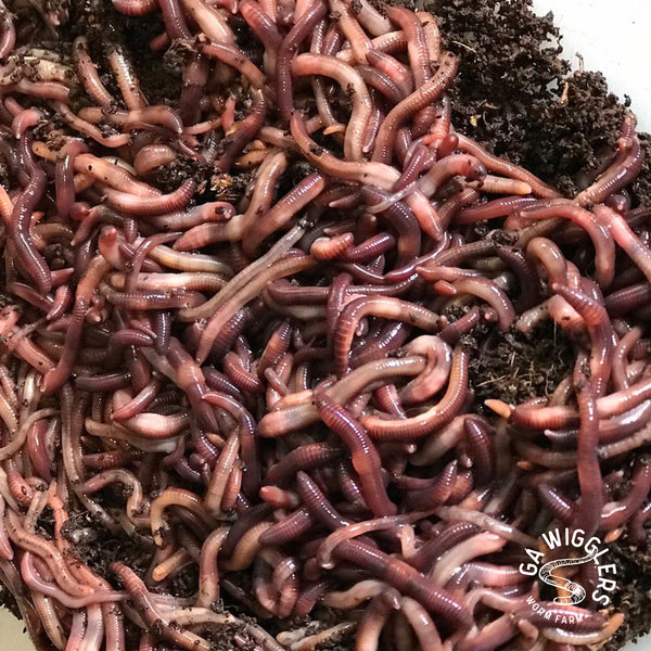 Red Wigglers Live Worms FREE SHIPPING! GA Wigglers Worm Farm